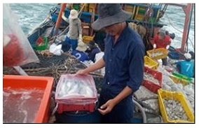 Hội nghị nghiệm thu cơ sở đề tài nghiên cứu khoa học cấp Bộ “Nghiên cứu công nghệ bảo quản sản phẩm khai thác trên tàu lưới kéo xa bờ”