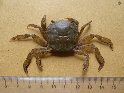 Hội nghị nghiệm thu đề tài “Rạm Ninh Bình”