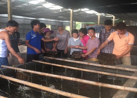 Tập huấn kỹ thuật nuôi thương phẩm bào ngư tại huyện Cô Tô, Quảng Ninh