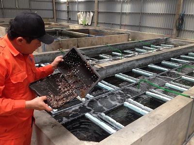 Mô hình nuôi bào ngư chín lỗ trong bể xi măng – Hướng chuyển đổi nghề mới cho ngư dân