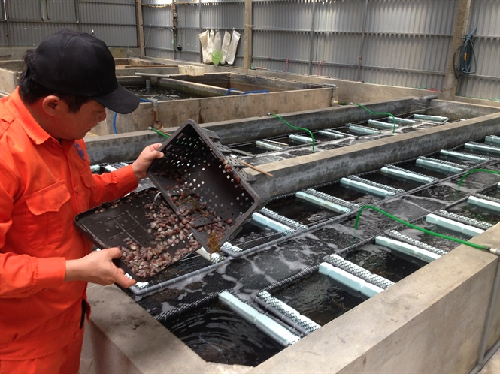 Thành quả 10 năm đề án giống: Bài 7 - Tiềm năng lớn từ bào ngư 9 lỗ