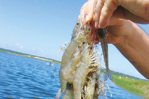 Bổ sung chế độ ăn từ thực vật mang lại kết quả tích cực trên tôm 