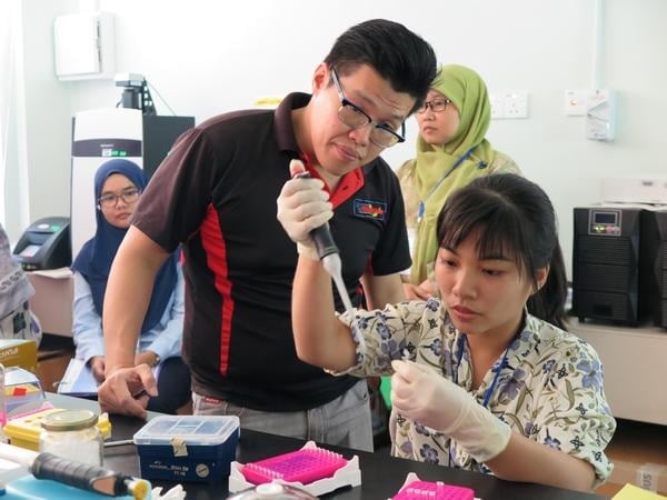 Phục tráng chất lượng rong sụn bằng giống nuôi cấy mô