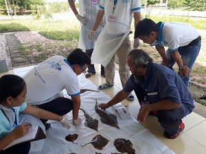 Hợp tác quốc tế “tập huấn phân loại cá đuối, cá mập” tại vùng biển Việt Nam