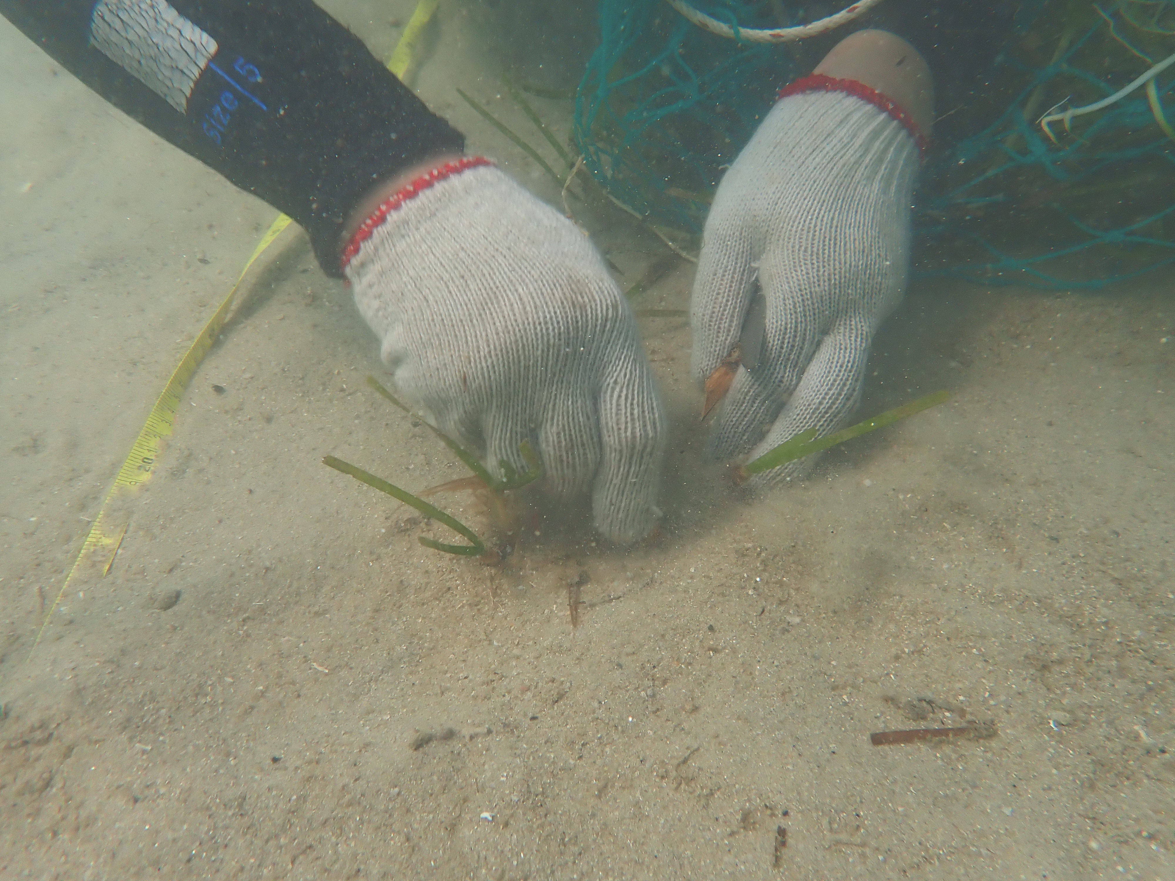 Trồng phục hồi thảm cỏ biển tại khu bảo tồn biển Cù Lao Chàm, hướng tiếp cận trong bảo tồn hệ sinh thái biển Việt Nam