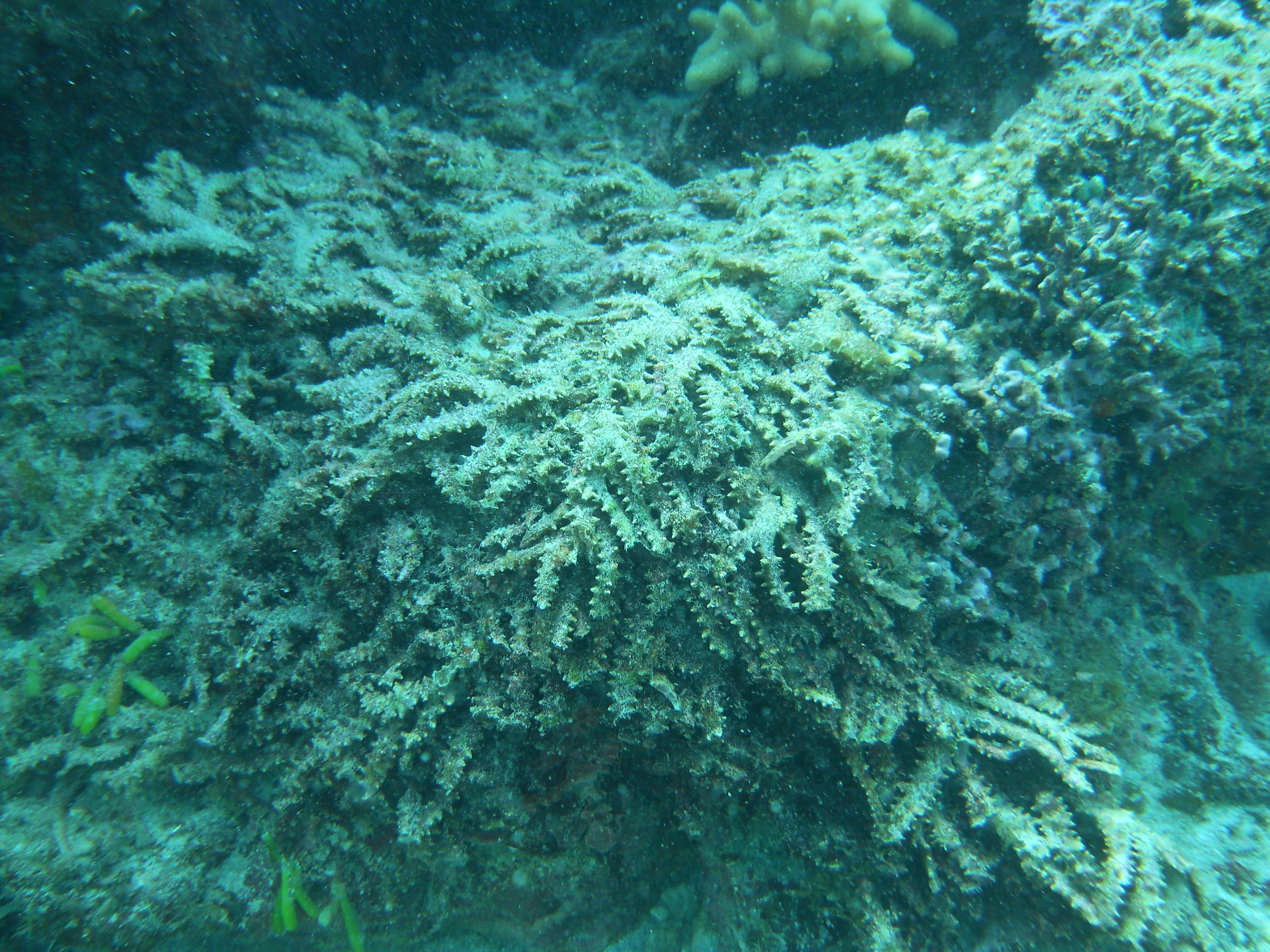 Nghiên cứu đặc điểm sinh học, sinh thái loài rong câu chân vịt