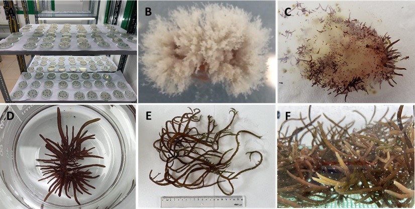 Application of High Technology in Seedling Production and Cultivation of Kappaphycus alvarezii 