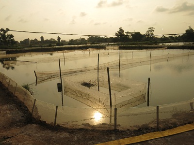 THẢ GIỐNG RẠM PHỤC VỤ NUÔI THƯƠNG PHẨM TẠI KIM SƠN – NINH BÌNH